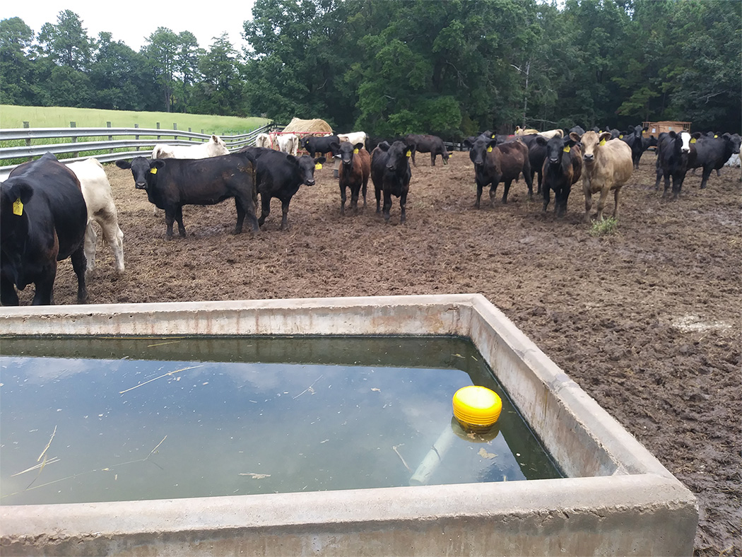 Best Tips to Handle Cattle the Small Herd Cattle Working Pens 2022