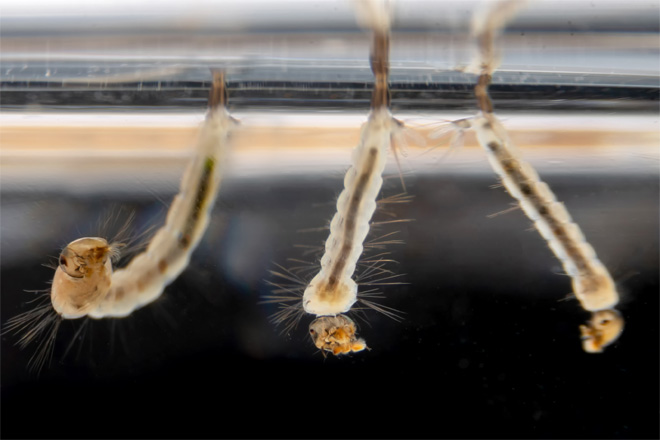 Mosquito larvae below water surface.