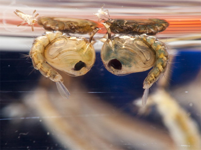 Mosquito pupae below water surface
