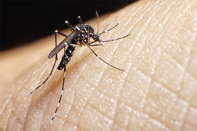 Adult Aedes albopictus mosquito on a person's skin