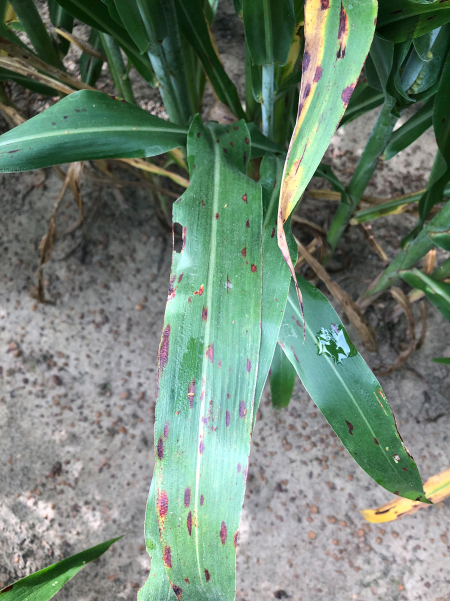 Sorghum leaves show elongated red spots