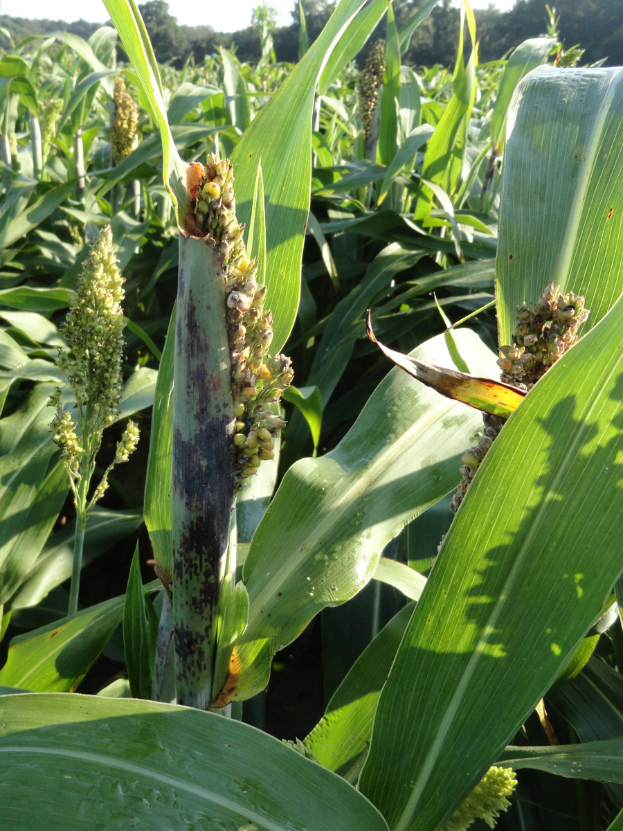 the panicle of sorghum is green with red spots