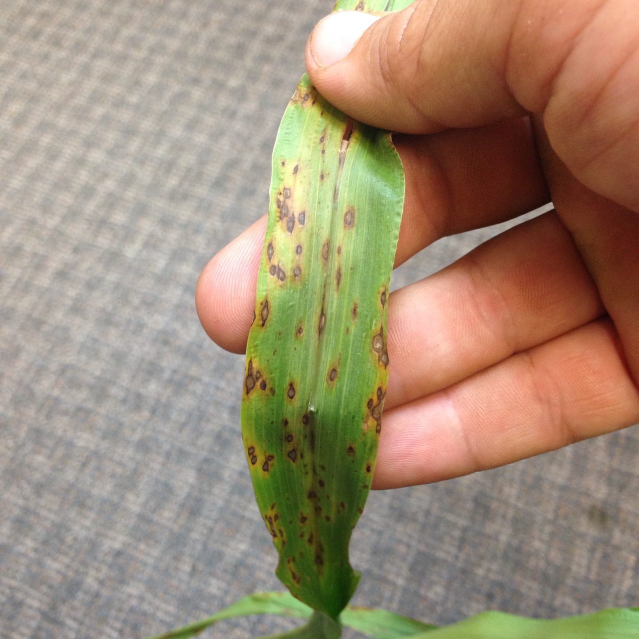 A sorghum leaf is covered in spots with gray centers and reddish brown margins