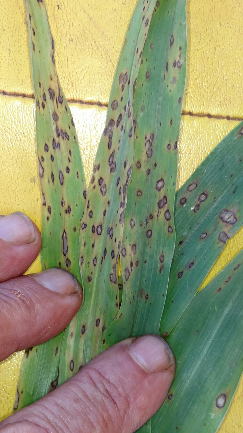 sorghum leaves mostly covered in large spots with gray centers and thick reddish brown margins