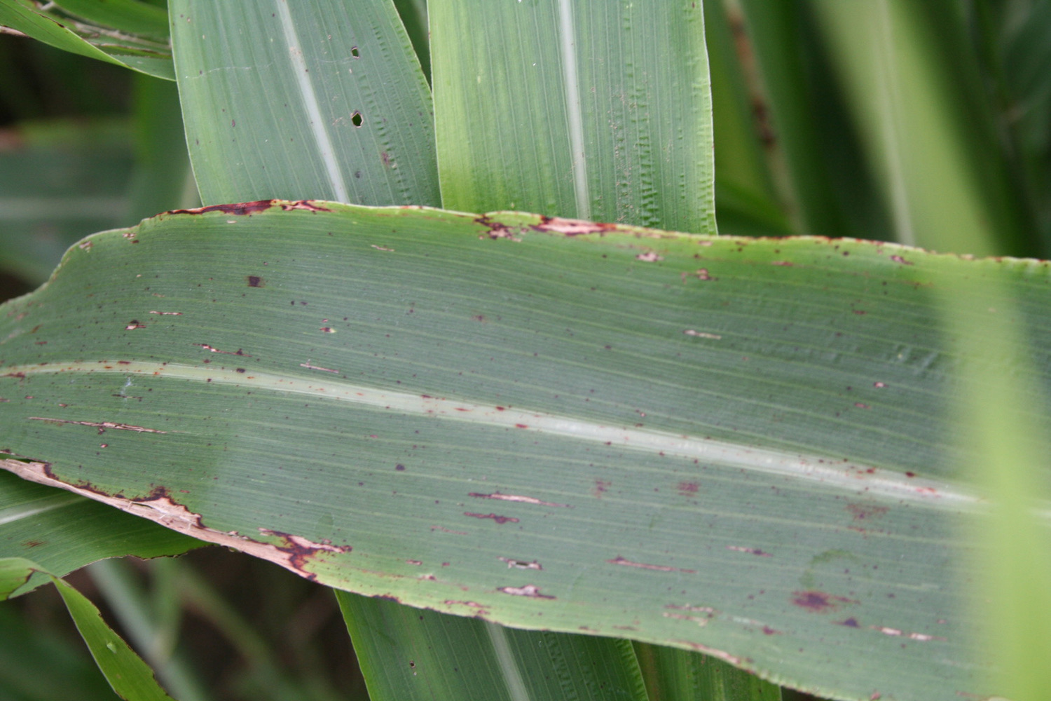 a sorghum leaf showing small, elongated brown spots along the veins of the leaf