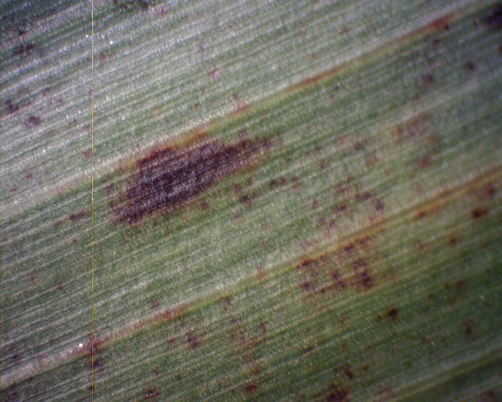 A closeup image of a sorghum leaf showing small, irregularly shaped brown areas or spots