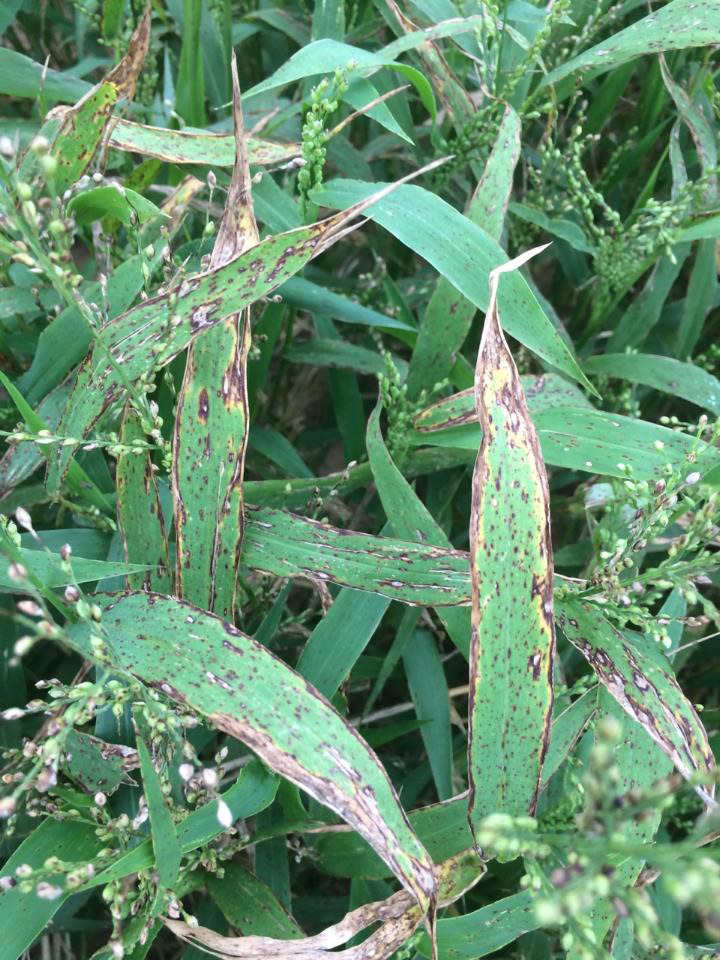sorghum leaves are covered in large areas of elongated brown areas and the edges of the leaves are yellowish gray in appearance
