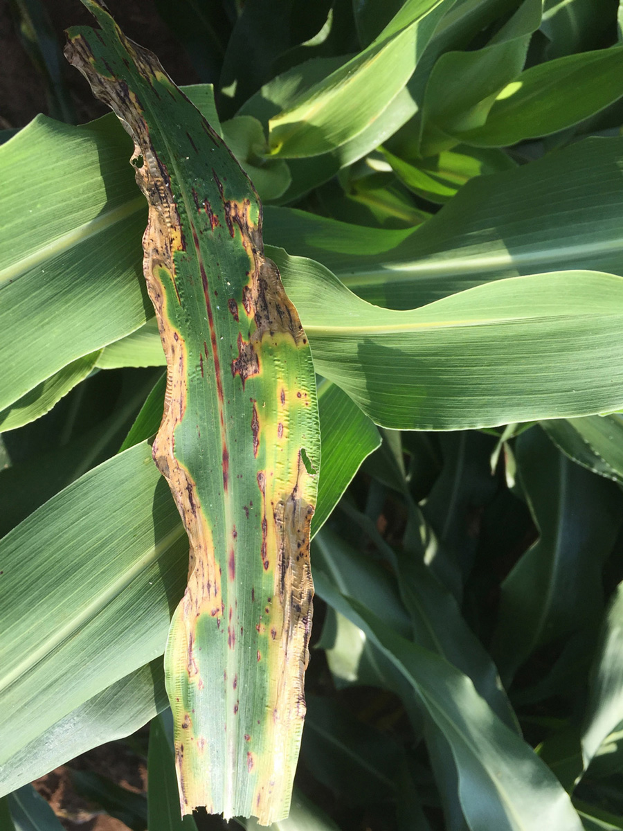 a sorghum leaf is starting to shrivel along the edges and has turned mostly yellow or brown