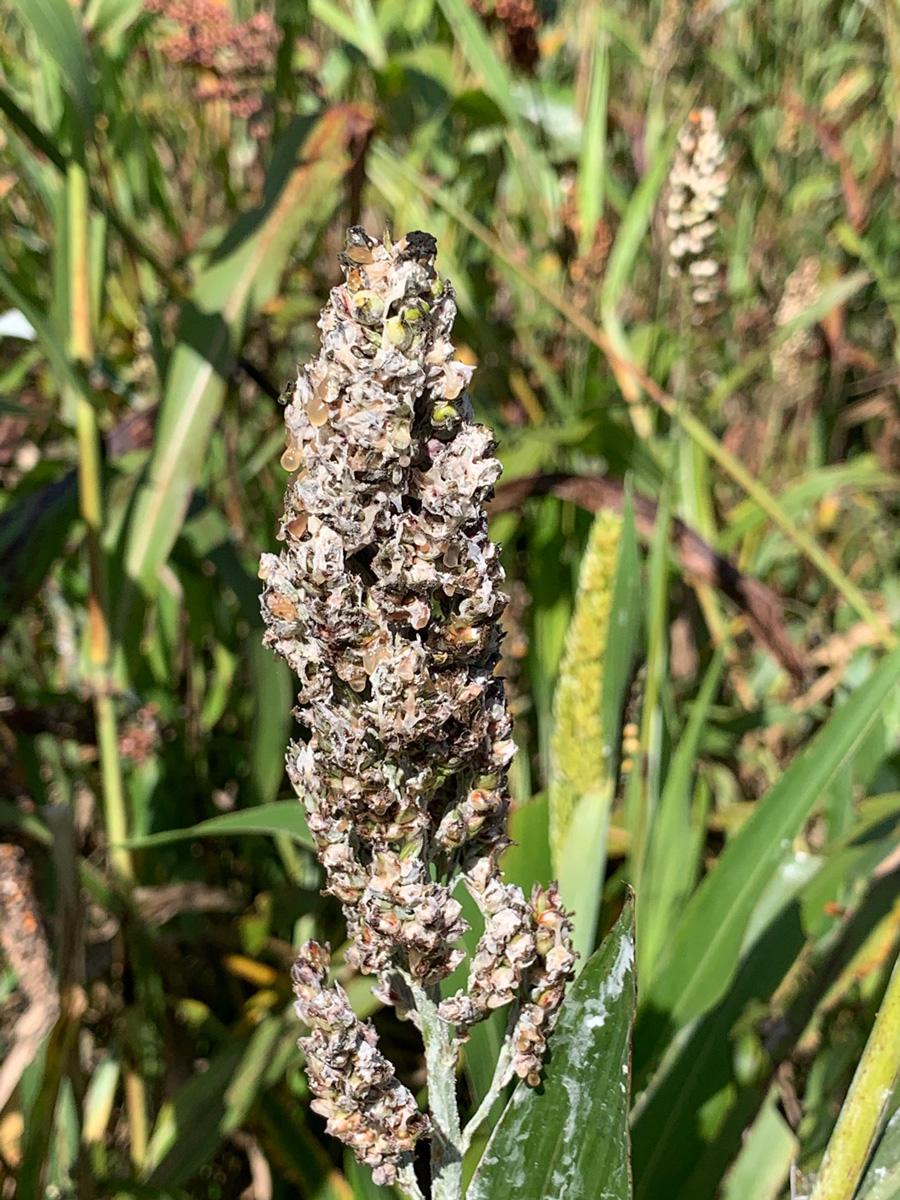 A sorghum panicle is grayish in color and shows drops of honeydew