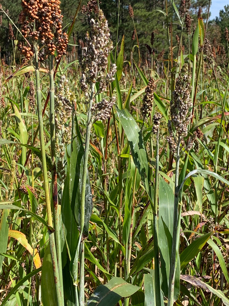 stalks of sorghum show some reddish-brown grains and heads that have mostly turned gray and shriveled, with droplets of honeydew visible on the heads