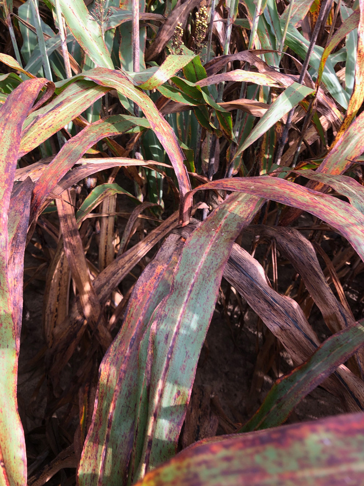 Sorghum leaves and whorl show a little bit of green but mostly red areas of infection