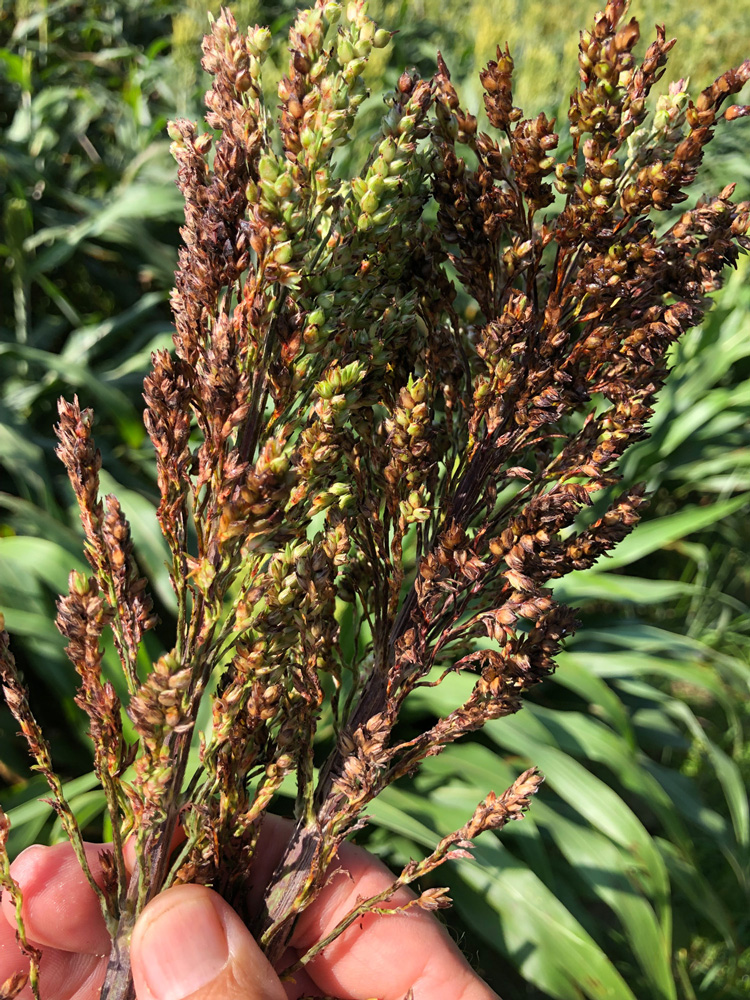 A bunch of sorghum grains from an infected plant are reddish brown and appear dry and dead