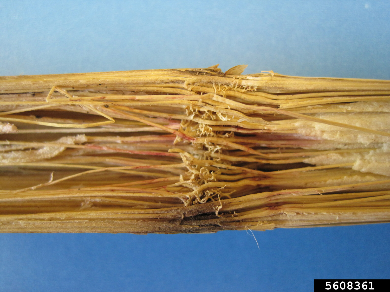 a closeup image of the inside of a stalk of corn showing reddish areas along the strands inside the stalk