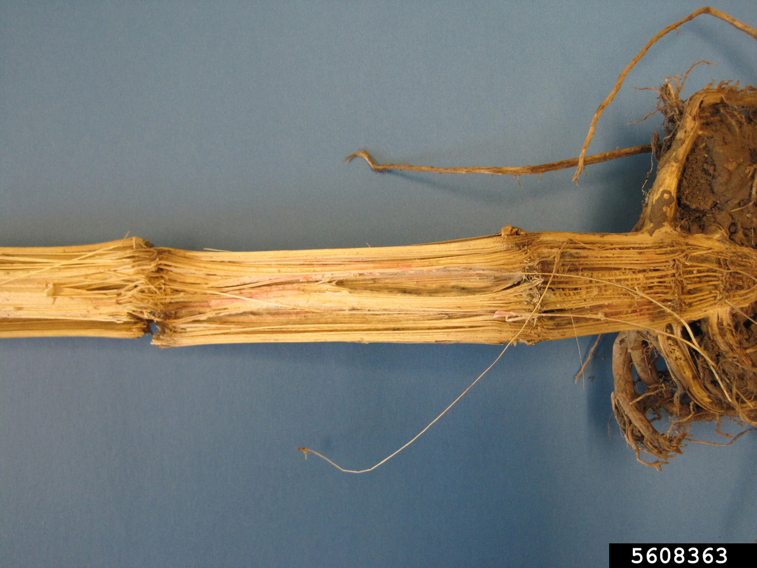 a stalk of corn has been cut in half to show the innner structure, which looks like it's starting to rot