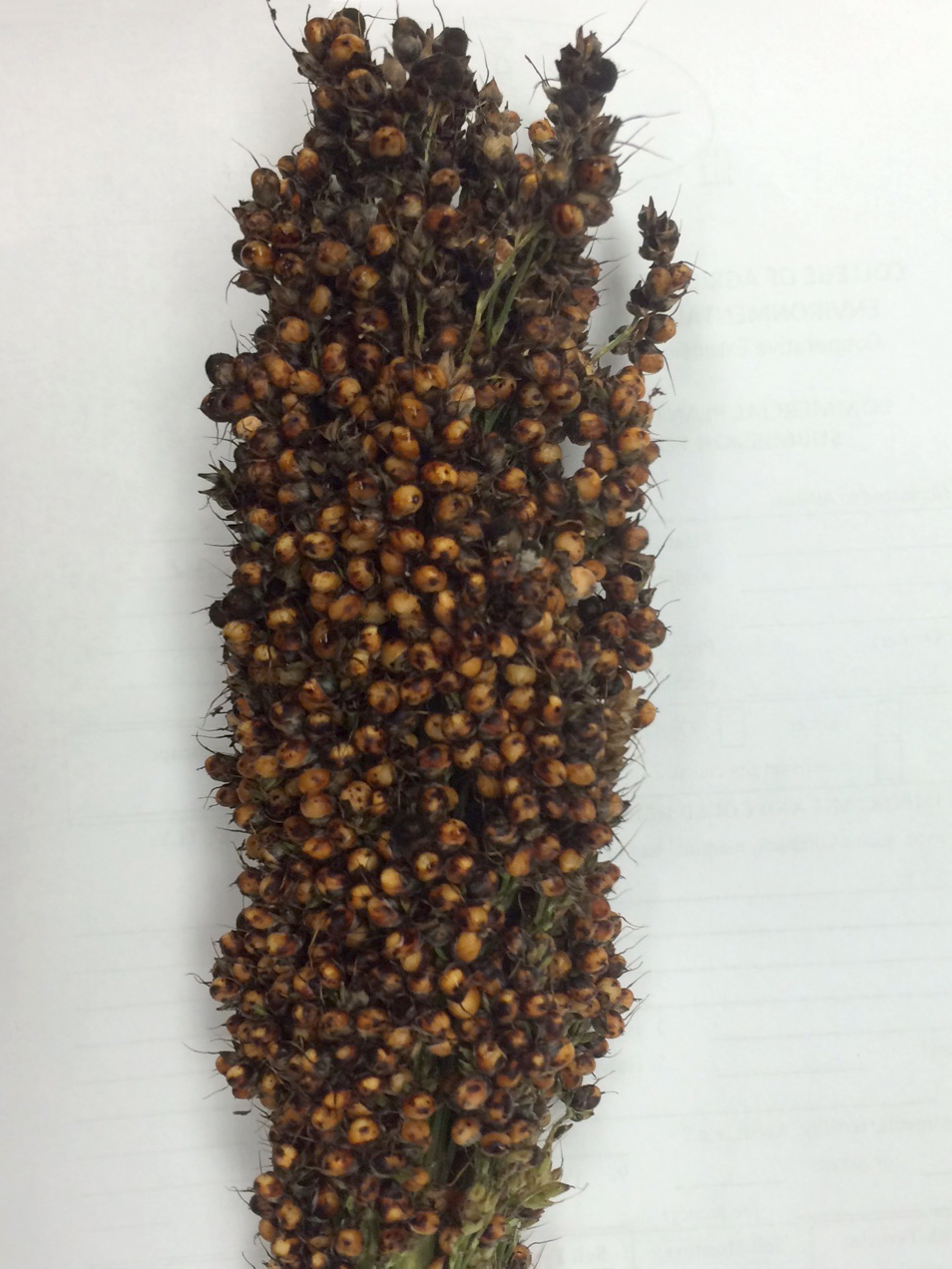 the grains of a head of sorghum are brownish-yellow