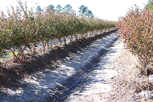 A photo of blueberry bushes evenly spaced along two sides of a row in a field.