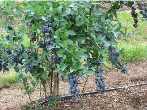 A photo of a blueberry bush. A watering line can be seen along the ground.