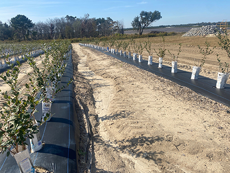 A photo of a field of blueberries which have raised beds that have been wrapped in black plastic.