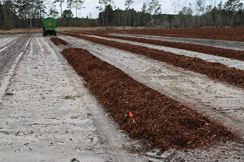 A photo of an ungrown field with rows of pine mulch in place.