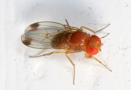 Una foto de un Mosca Drosophila.