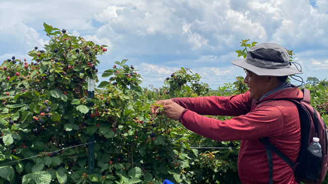 A man harvests a raspberry bush