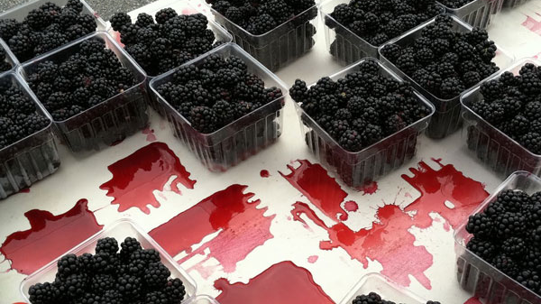 A table of packaged raspberries is splotched with pools of raspberry juice.