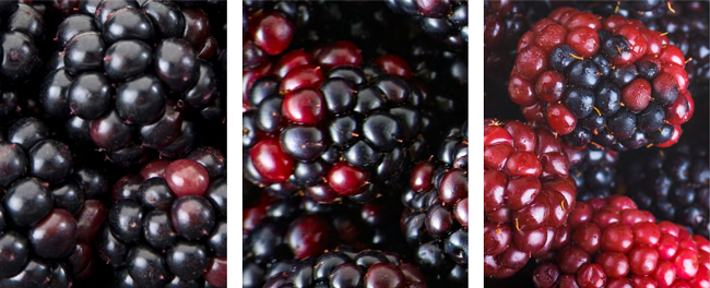 A panel of three images featuring (from left to right) close shots of raspberries that are minimally damaged, raspberries that are moderately damaged, and raspberries that have suffered severe damage.