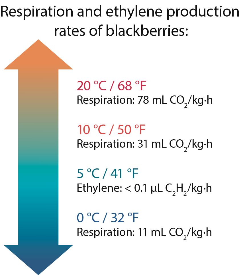 Respiration and ethylene production rates of blackberries: 20 °C / 68 °F Respiration: 78 mL CO2/kg·h, 10 °C / 50 °F Respiration: 31 mL CO2/kg·h, 5 °C / 41 °F, Ethylene: < 0.1 μL C2H2/kg·h, 0 °C / 32 °F, Respiration: 11 mL CO2/kg·h 