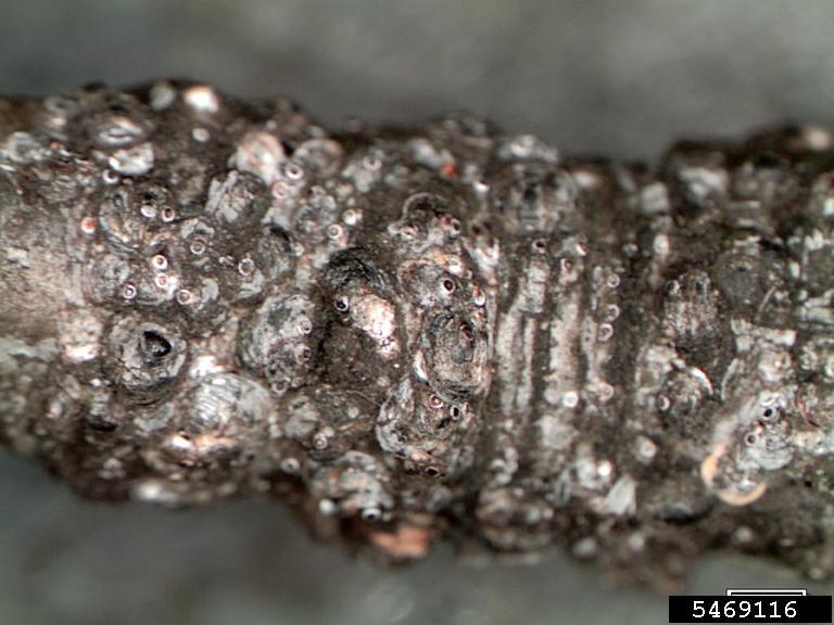 A closeup of knobbly textured bark infected with gloomy scale insects.