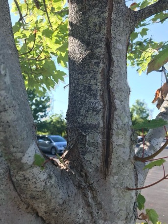 A tree covered with small black marks along its length