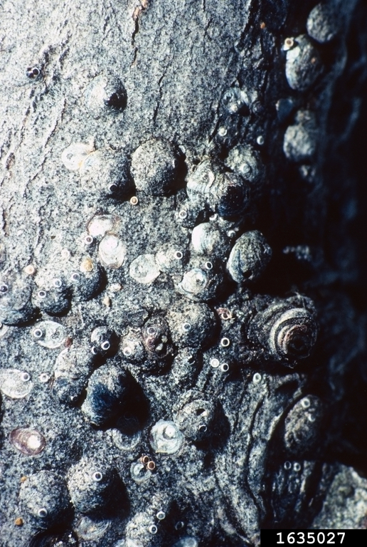 Tree bark with spherical bumps raised in the bark.