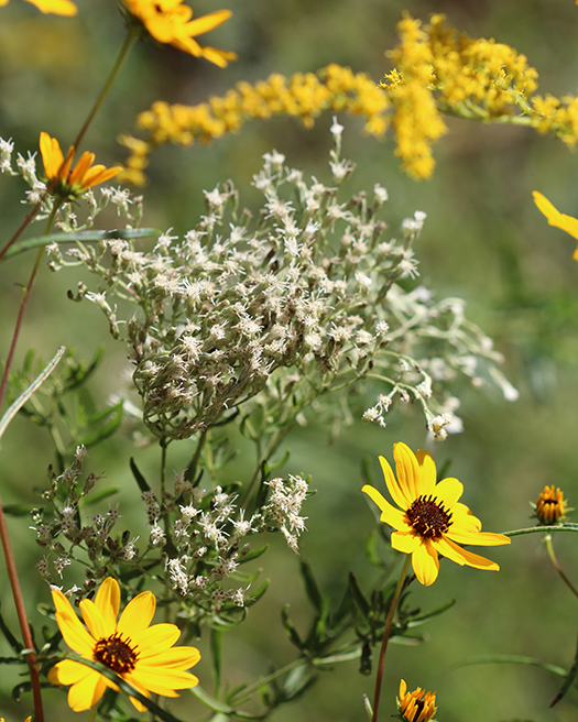 A spray of fall wildflowers in yellow and white.