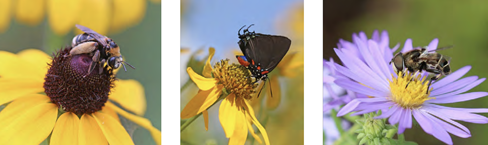 A triptych features three pollinators on wildflowers.