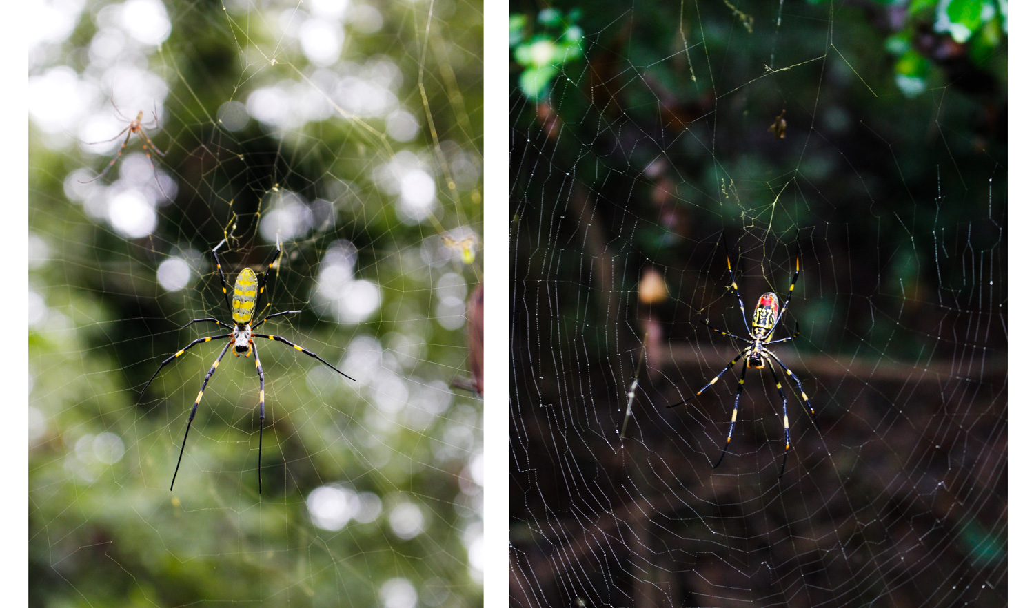 The left image shows the back/top side of an adult female Joro spider with a striped yellow body. The right image shows the underside of the spider, showing a yellow and black pattern with a prominent red area.