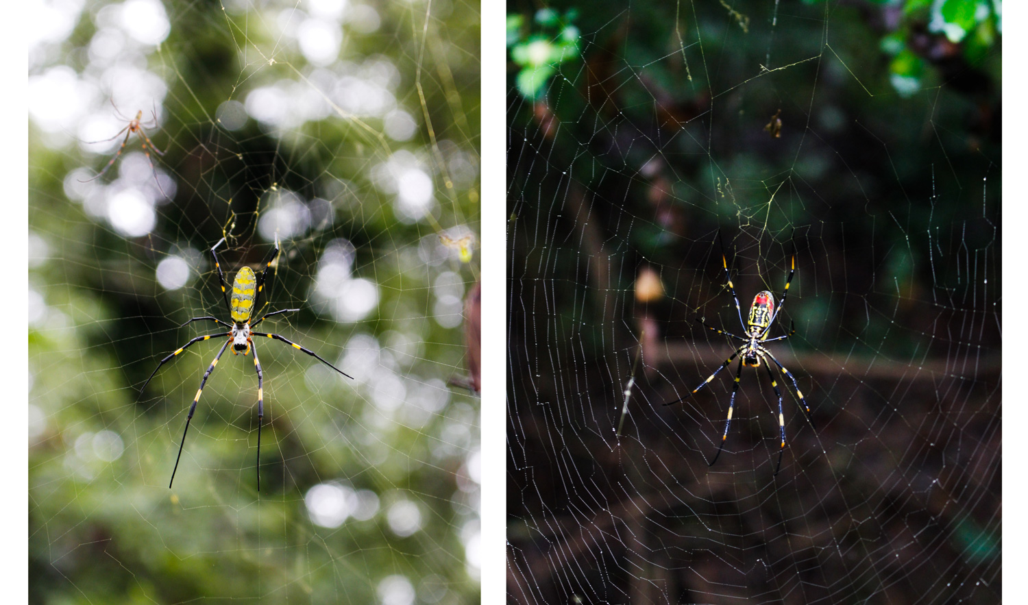 Giant, invasive Joro spiders with 6-foot webs could be poised to