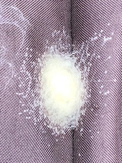 A Joro spider egg mass is white and looks fuzzy with a margin of white dots around the outside.