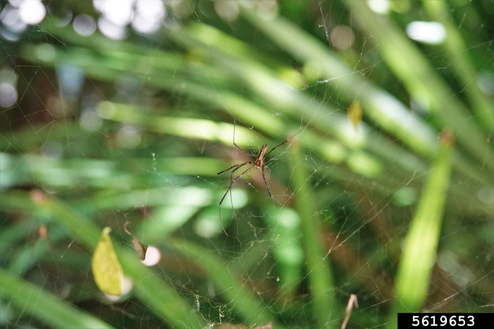 The male Joro spiders are difficult to see because of their brown bodies and black legs. They are much smaller than females.