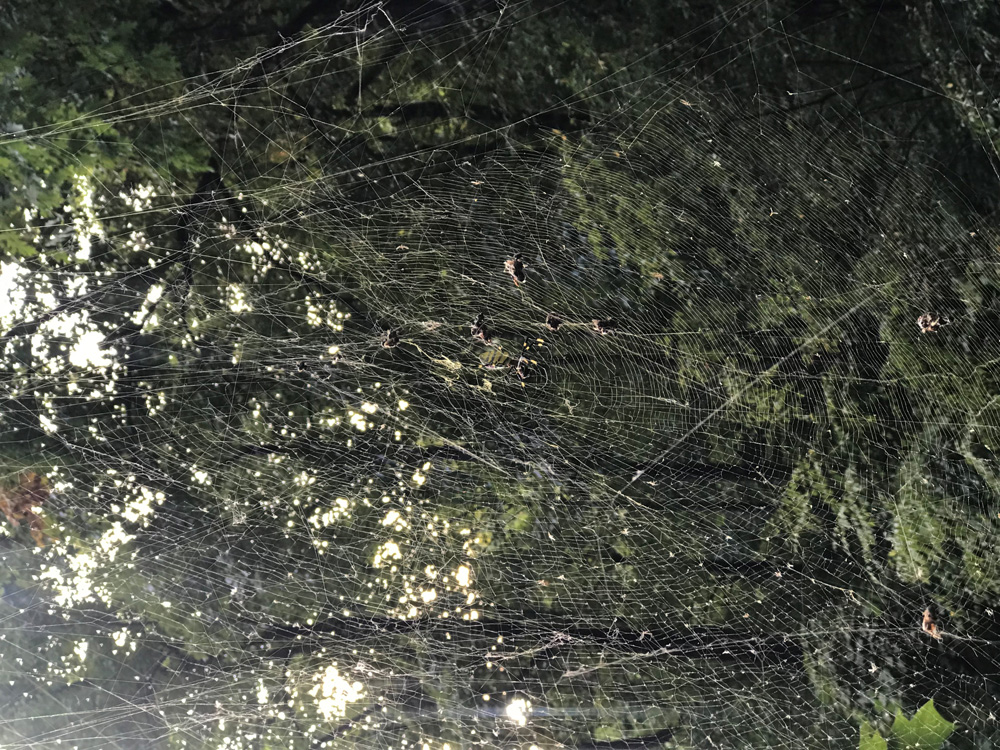 A large web is seen attached to trees in a forested area. The spider is barely visible in the center of the image.