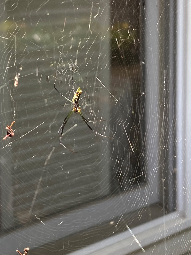 A female Joro spider is in a web just outside of the window of a house.