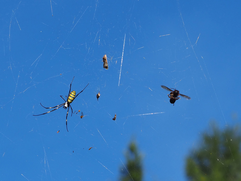 A female Joro spider in her web with several prey items stuck to the web, including a bee that is almost as large as the spider.