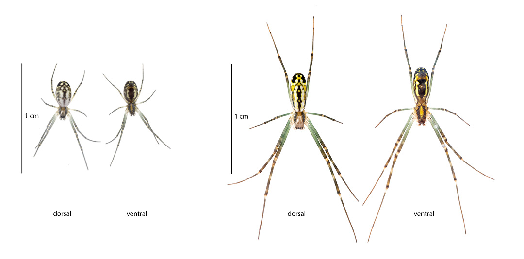 The left image has a 1 cm line next to second-instar female Joro spiders that are not quite 1 cm in length including their legs. The right image shows third-instar females whose bodies are nearly 1 cm in length with much longer legs.