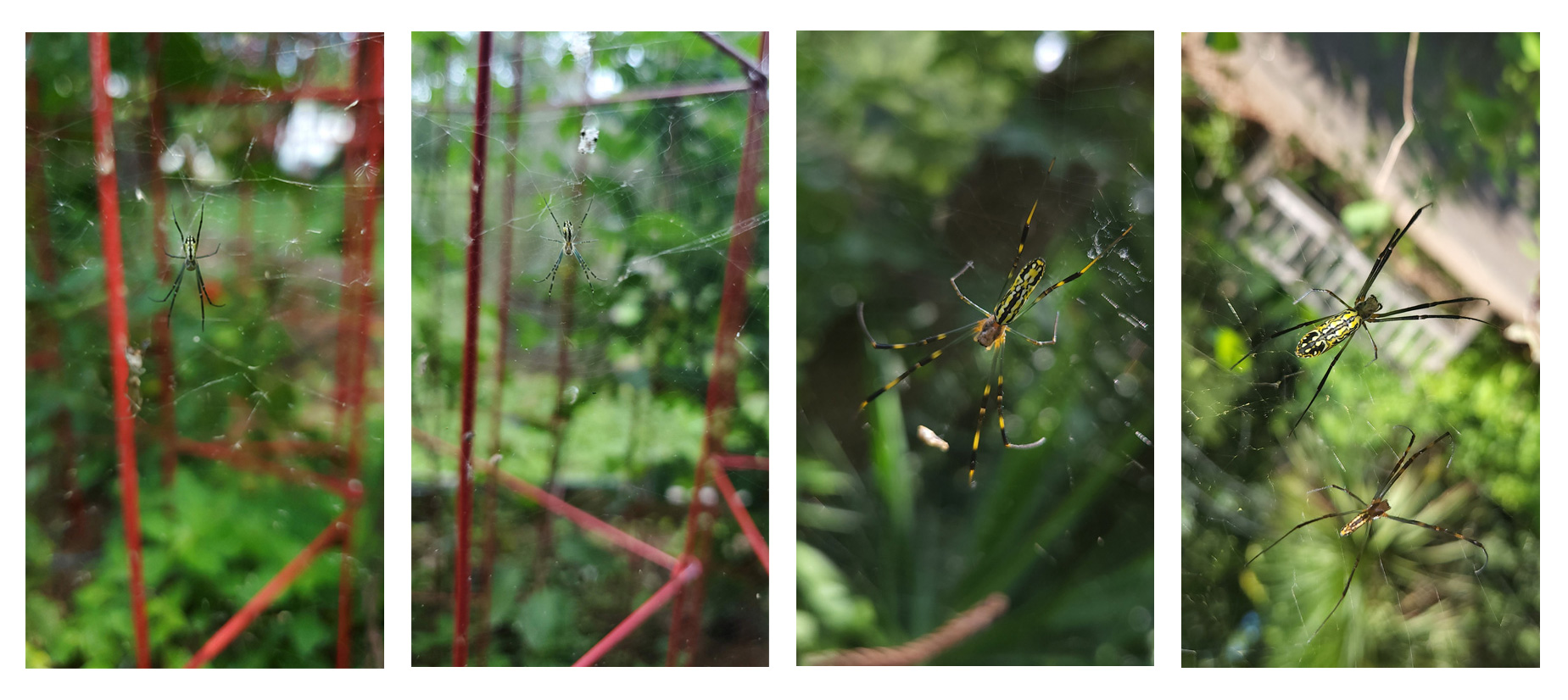 Images left to right show immature Joro spiders progressing through monthly stages of growth in size
