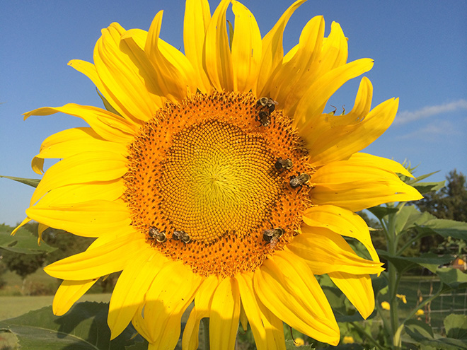Sunflower with several bumblebees on it