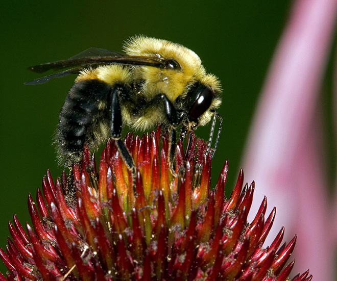 Bombus impatiens bumblebee on a flower