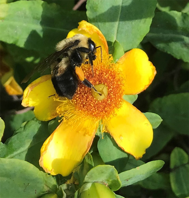 Macro photo of Bombus impatiens bumblebee