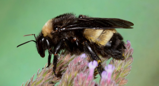 Bombus affinis bee