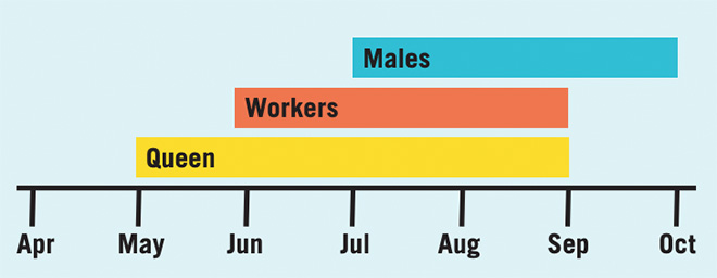 Timeline showing the seasonality of each caste of bee. Queens are active May to September, workers are active June to September, and males are active July to October.
