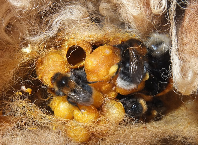 Bumblebee nectar pots