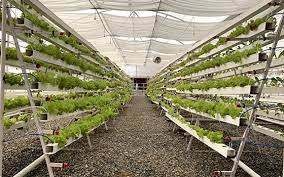 hundreds of hydroponic systems sit on an A frame forming aisles under a the plastic of a high tunnel