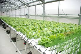 A greenhouse with a long row of tables that are covered in hydroponic systems.